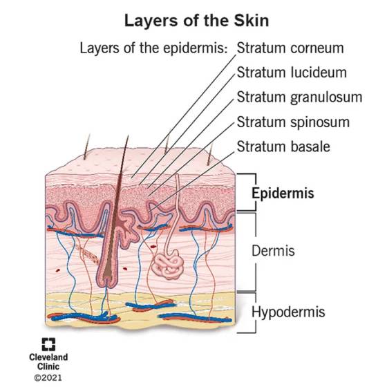7 Layers of Skin: What You Need To Know